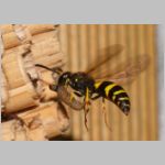 Ancistrocerus nigricornis - Lehmwespe 23d am IH beim Eintrag einer Schmetterlingslarve.jpg